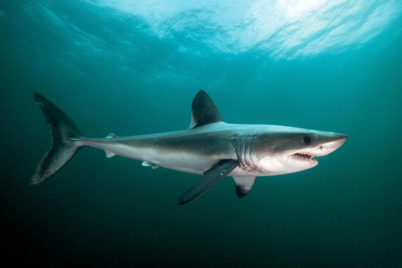 Discover the Admiral Shark Casino Experience in the United Kingdom.